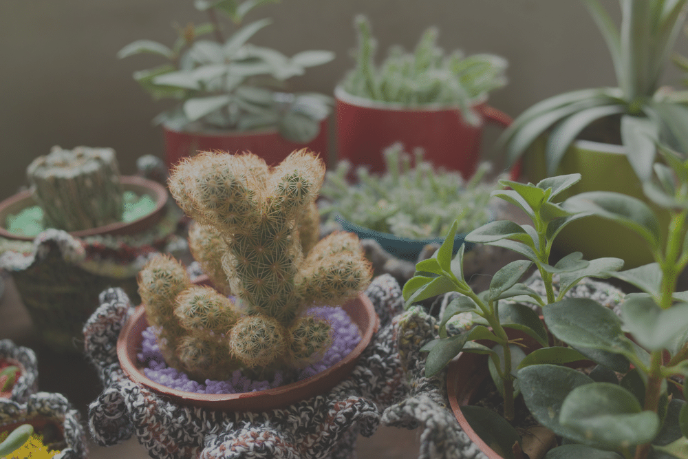 8 Hearty Houseplants