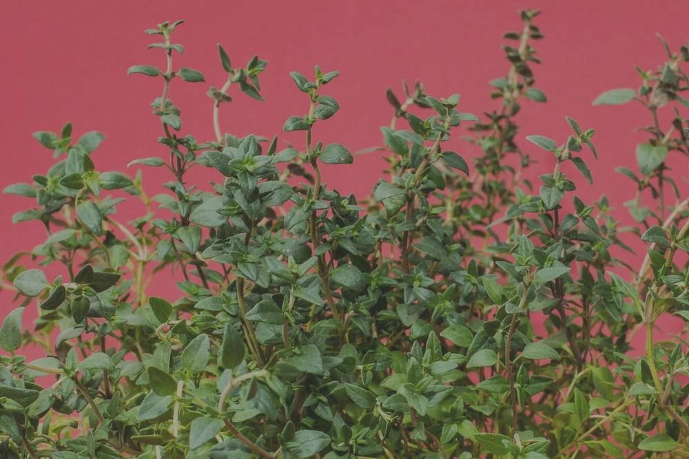 10 Ways for Growing an Organic Herb Garden on a Budget