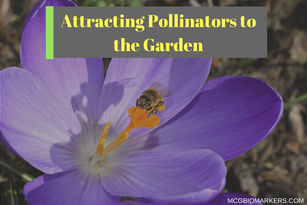 Attracting Pollinators To The Garden - MCG BioMarkers