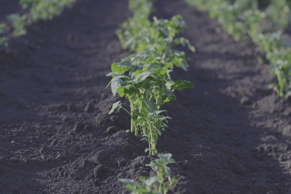 Planning a Bigger and Better Garden
