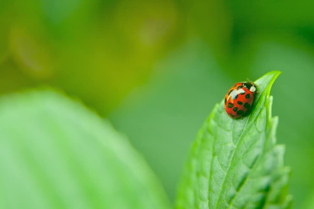 10 Beneficial Insects That Actually Keep Nasty Pests Out Of Your Garden