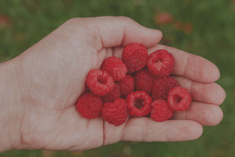 Health and Environmental Benefits of Organic Gardening