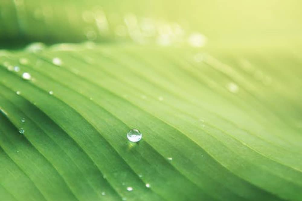 Master Organic Gardening Seasonal Care and Maintenance to Maximize your Yields