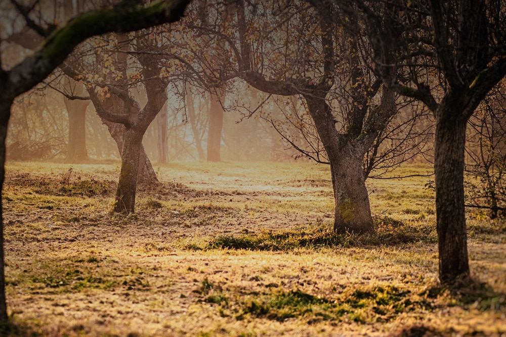 How and When to Prune Your Fruit Trees