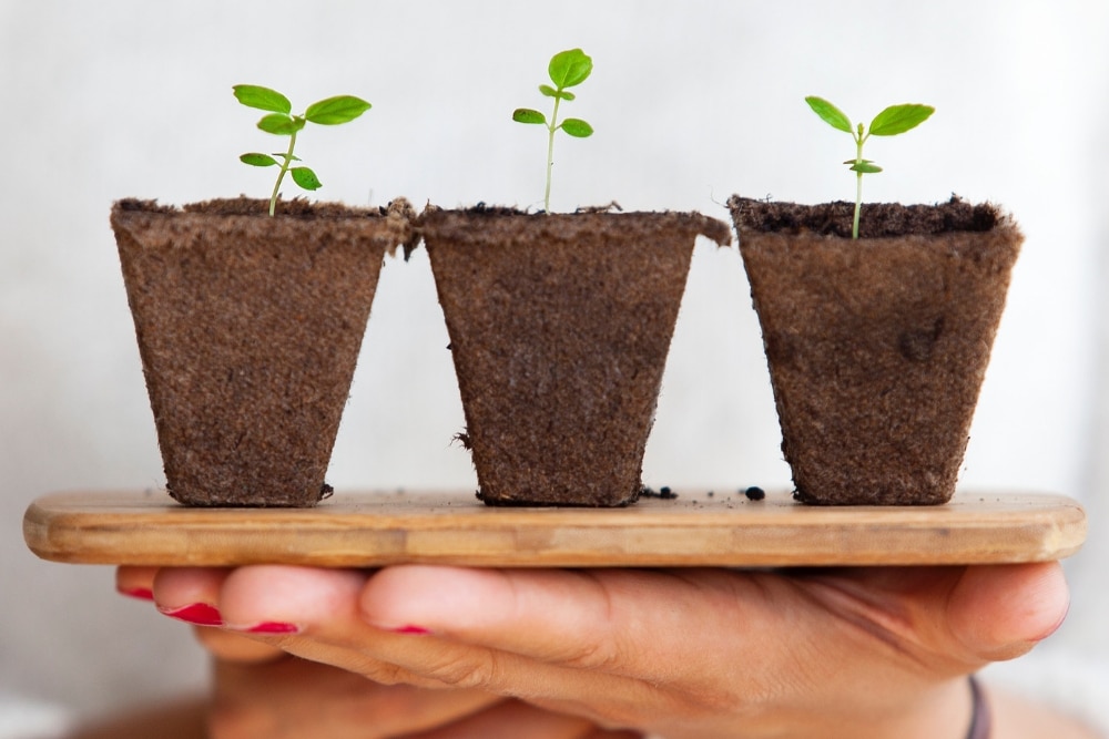 To Buy or Not To Buy a Plant Marker This Holiday Season?